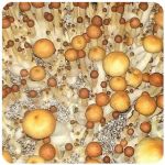 Псилоцибиновые (галлюциногенные)  грибы Psilocybin "Golden Teacher" в Новочебоксарске