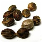 Семена марихуаны АК-47  (Seeds AK-47) в Новочебоксарске